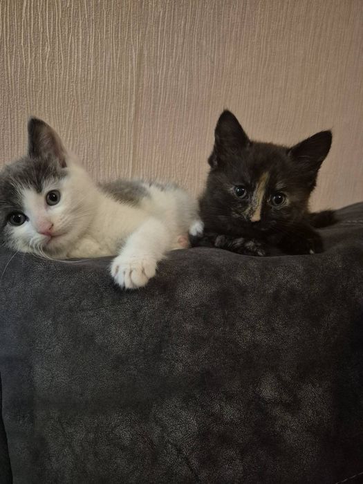 Віддамо в добрі руки.