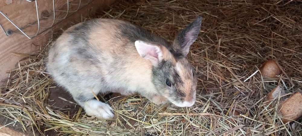 Kroliki samce i samice