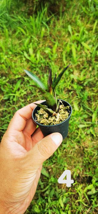 Tanio!!! Neoregelie i Bromelie do Terrarium Vivarium Paludarium