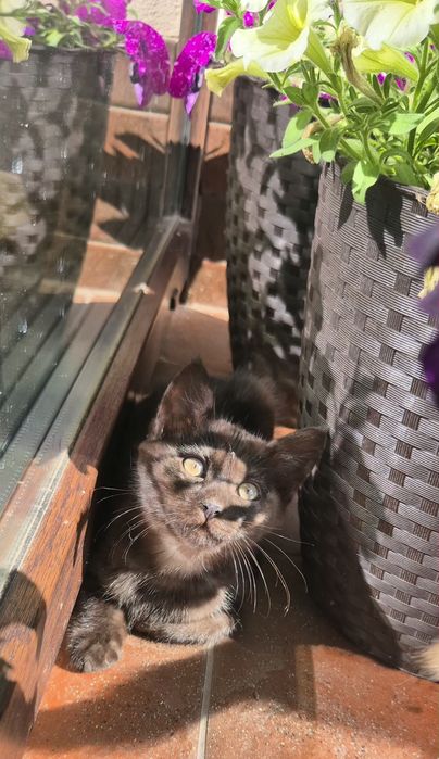 Котинятка,  котик
