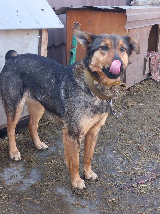 Молодая собака Катя около года стерилизована и привита