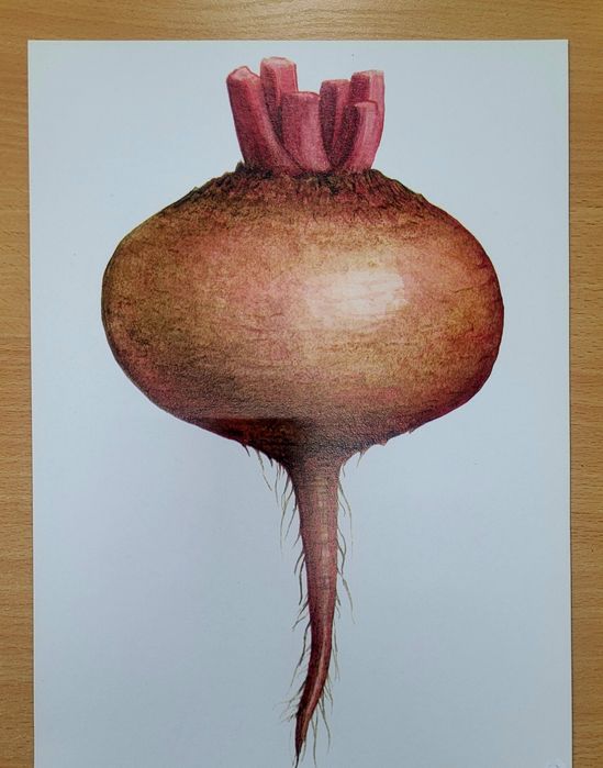 Демонстраційний матеріал.  Овочі. 28 предметних малюнків.