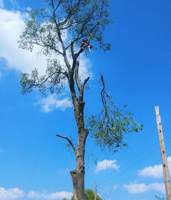 Спилить дерево. Обрезка сада. Спилим дерево любой сложности.