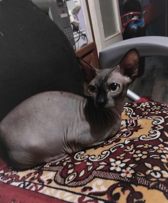 Черные Канадские принцы