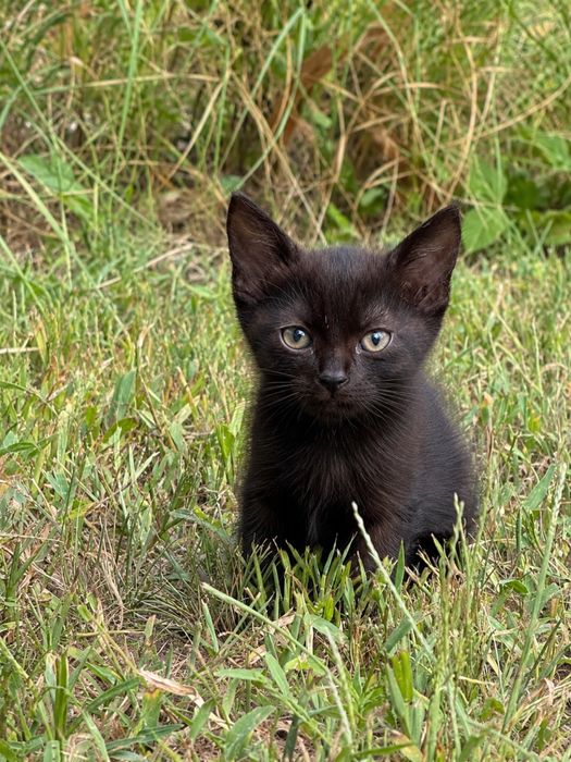 В добрі руки котика