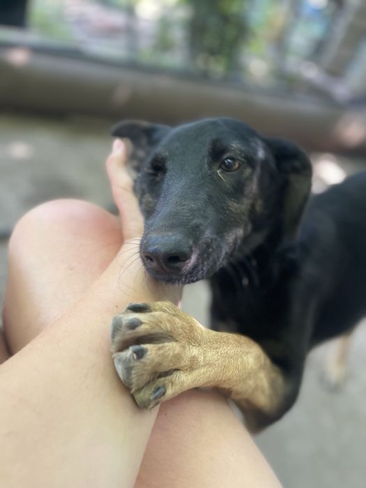 Нашли собаку молодая