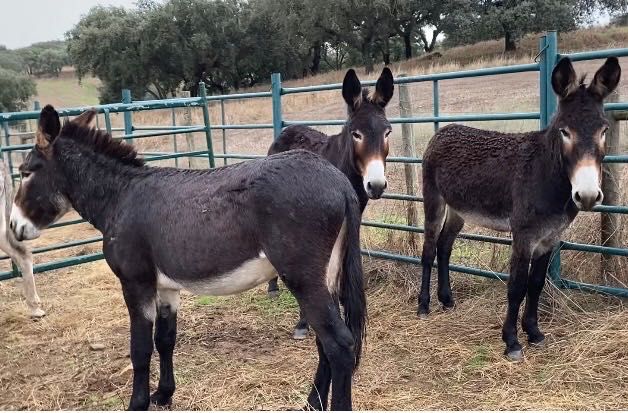 burros e burras dóceis