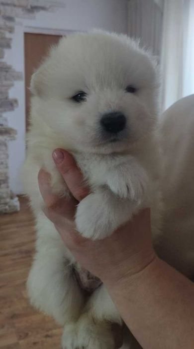 Київщина цуценя самоїд 1 місяць.