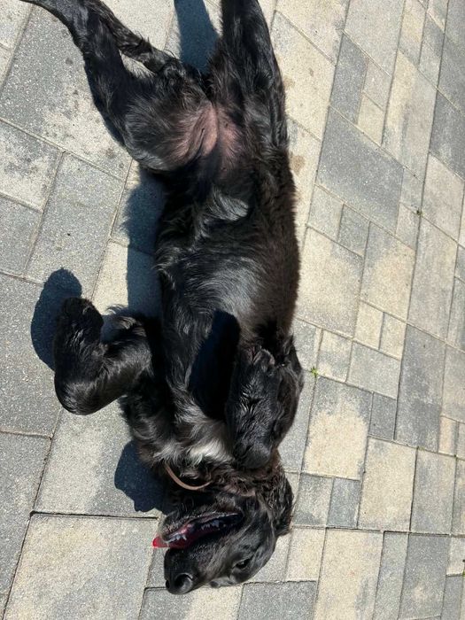 Bella w typie cocker spaniel