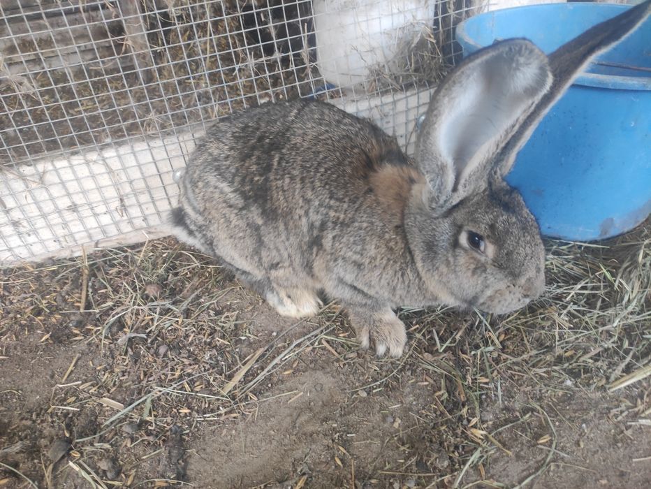 Witam sprzedam króliki belgi olbrzym