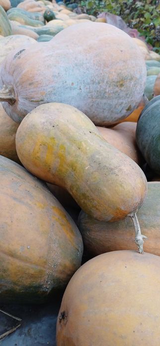 Гарбуз (сорти Гітара і Мускат де Прованс)