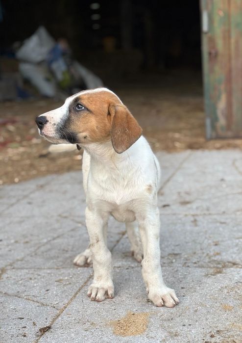 Cão de gado transmontano LOP fêmea