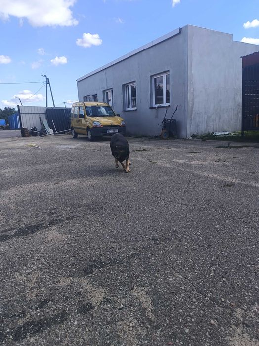 Piesek do adopcji