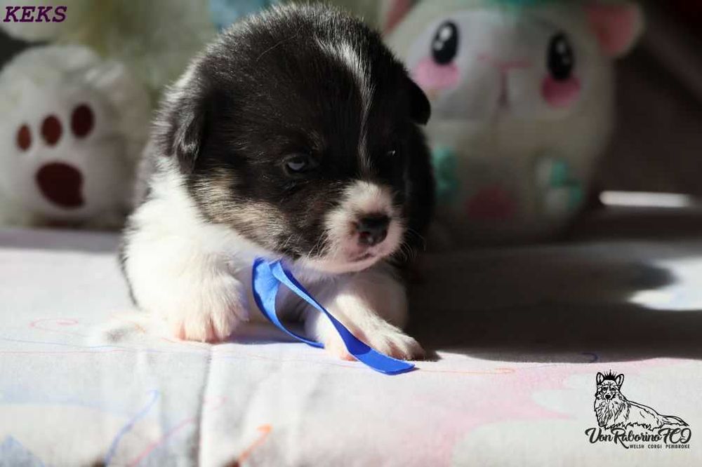 Welsh Corgi Pembroke
