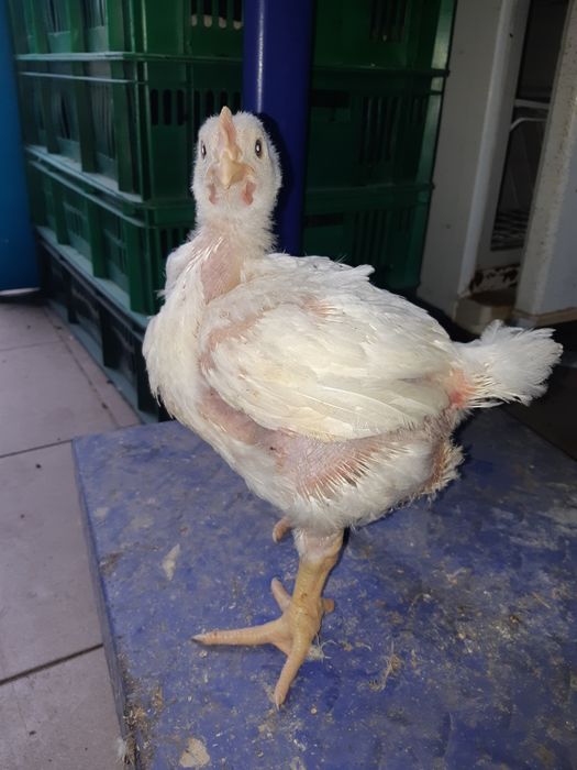 Бройлер подрощенный 1.2-1.4кг кобб 500