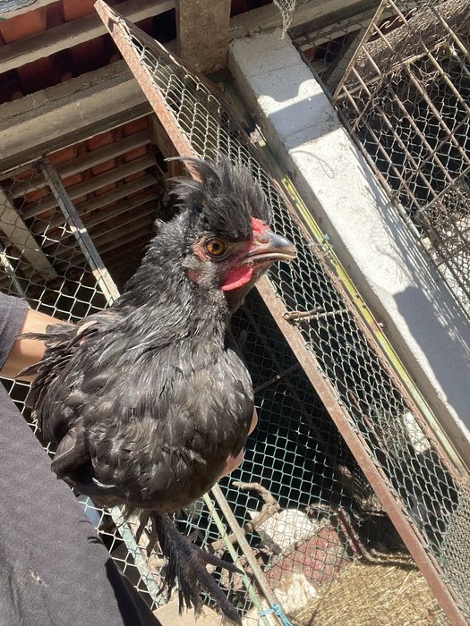 Galinhas traçadas de sedosas, excelentes para pôr e chocar.