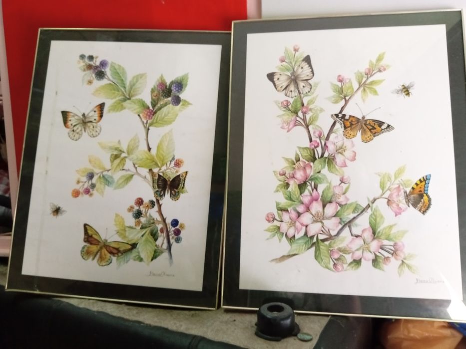 Gravuras borboletas de Elena Olivera