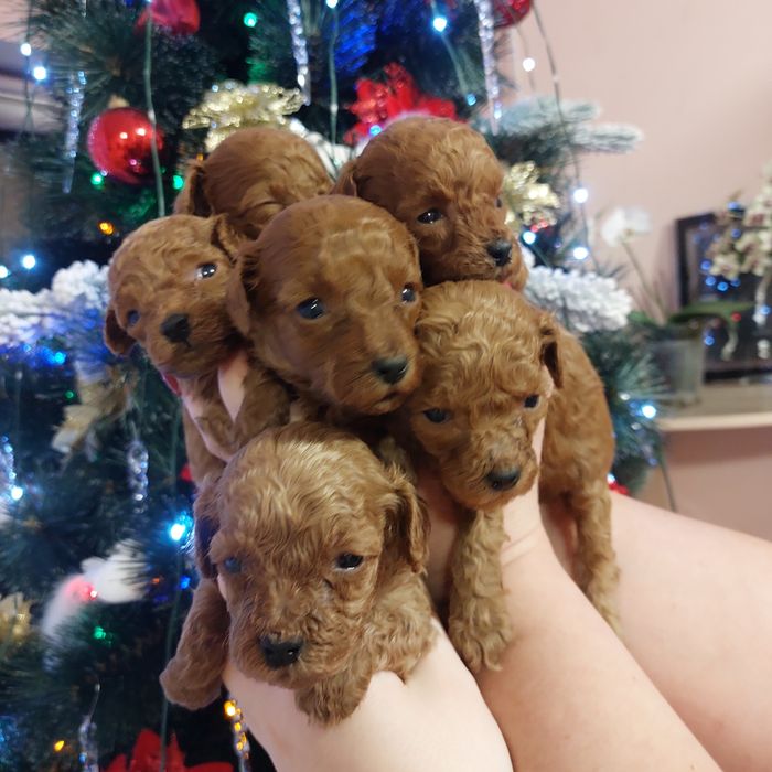 На бронь пуделята