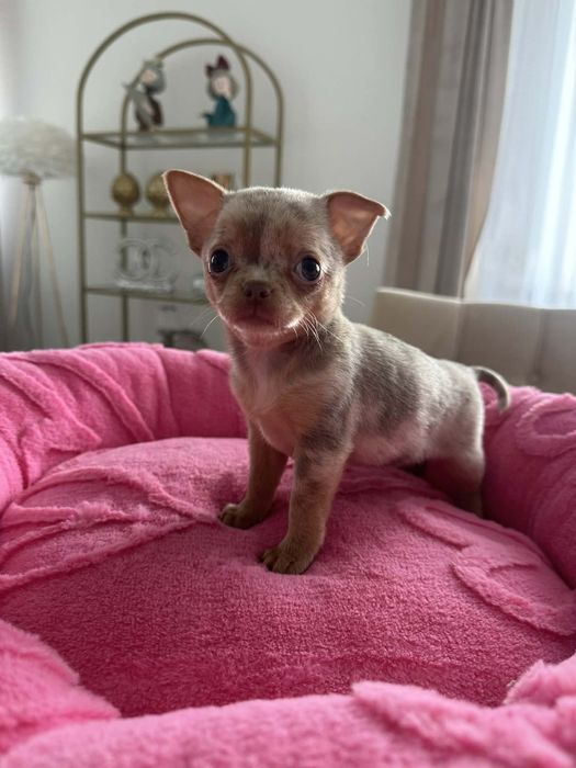 Cudowna sunia Chihuahua lilac merle