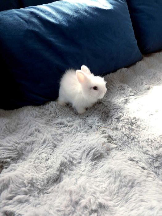 królik miniaturka Teddy karzełek