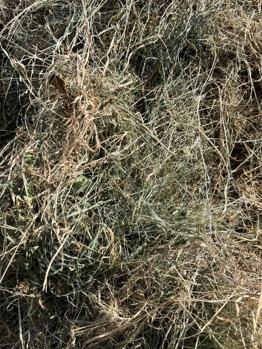 Siano z koniczyna dla krolikow i gryzoni