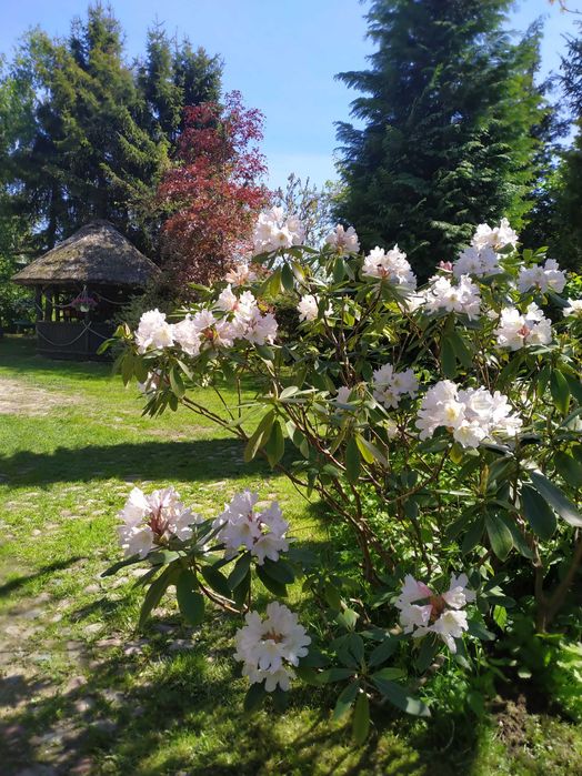 Apartament Suite u Wiki z tarasem, pokoje - Mieroszyno/Jastrzębia Góra