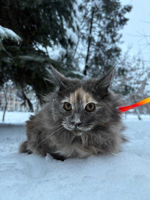 Остання з виводку Кішечка мейн кун Зі всіма документами та обробками