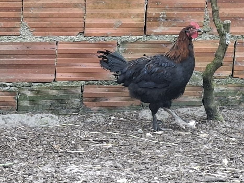 Aves de raça de várias idades