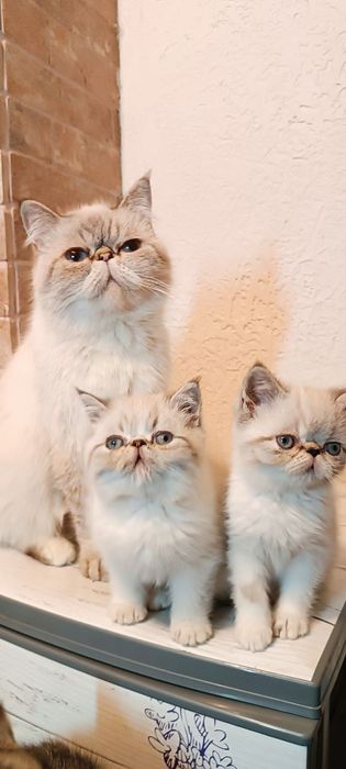 Котики шукають родину