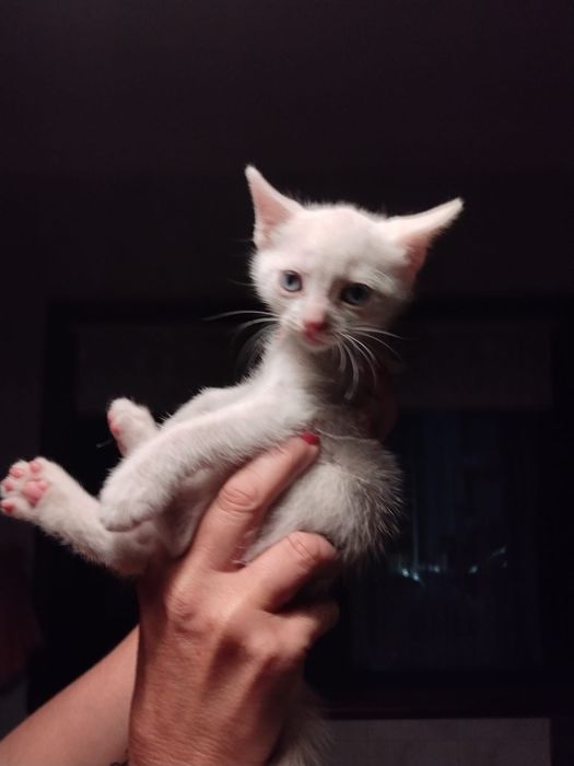 Gatinhos bebés  para adoção