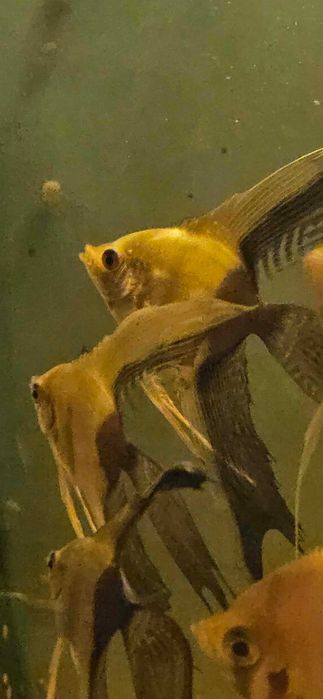 skalar bicolor średniaki