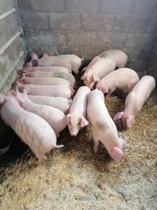 Продажа поросят два місяці 15-18 кг м'ясна порода