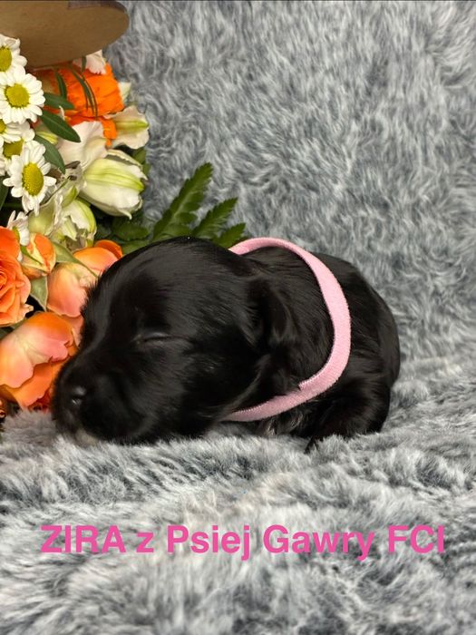 HAWAŃCZYK ZKwP szczeniaczek