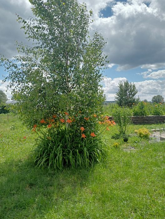 Sprzedam działkę rolną ze stawem  30 ar. - Widok 5
