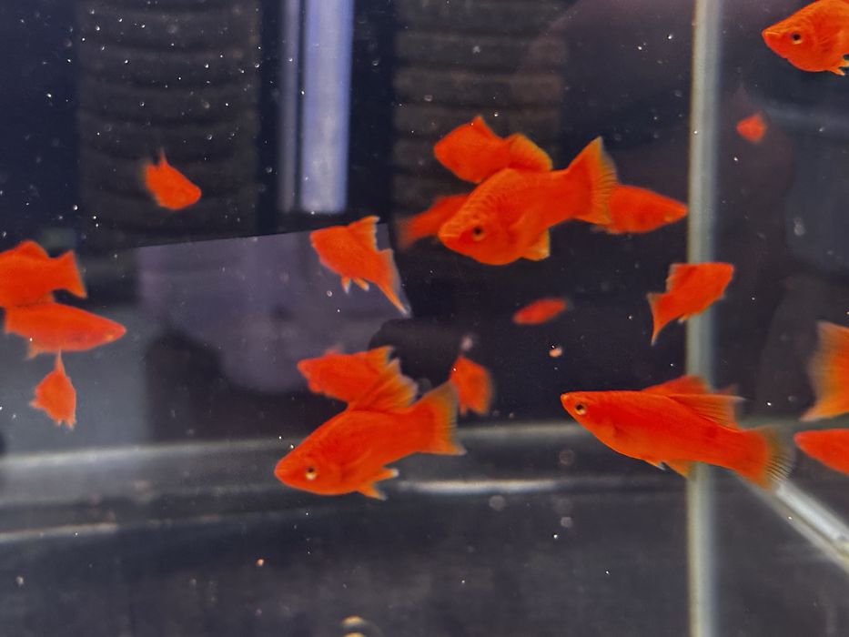 Mieczyk Ruby  Red Standard