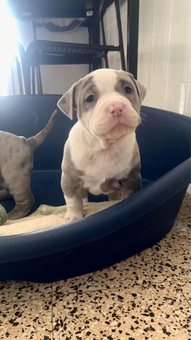 American Bully XL ( exotico )