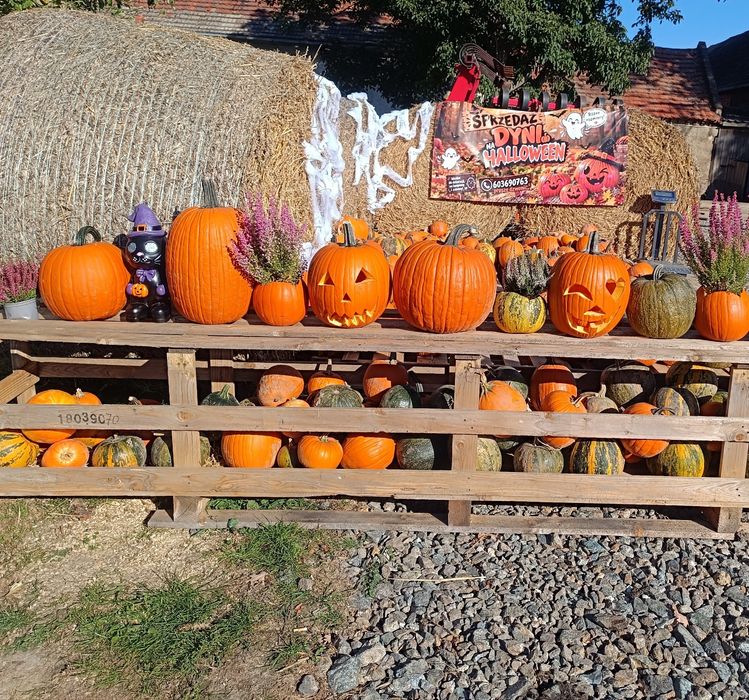 Sprzedaż Dyń na Halloween