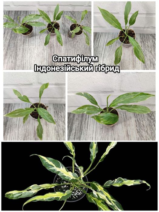 Пропоную Епіпремнум пінатум марбл варієгатний Epipremnum pinnatum marb