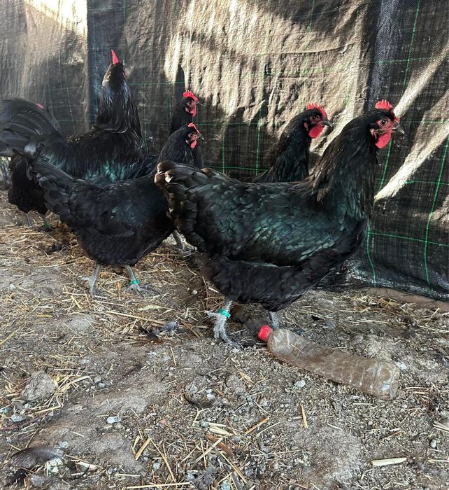 Jersey gigante Negro