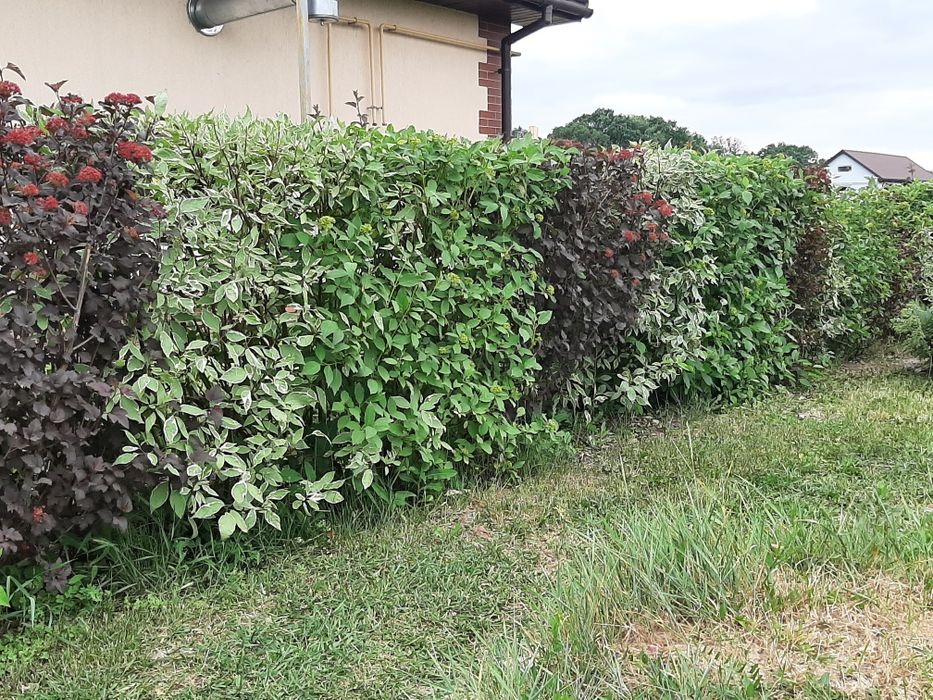 Дерен Елегантисима