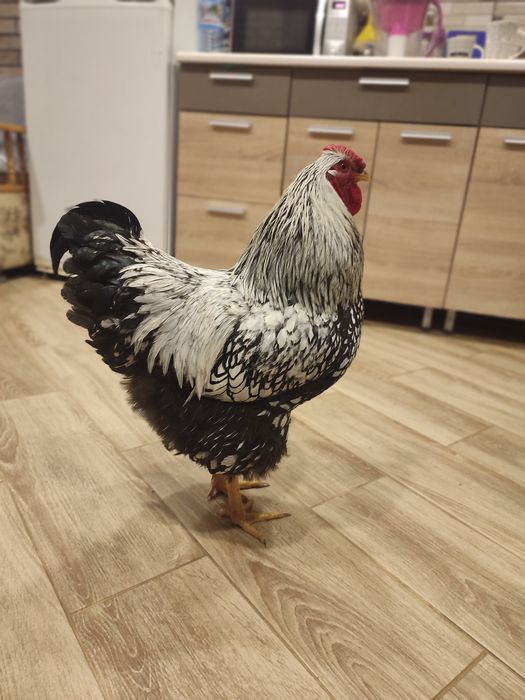 Півень Віандот срібло