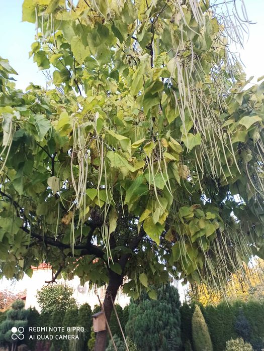 Katalpa, drzewo na cień o egzotycznym wygladzie!