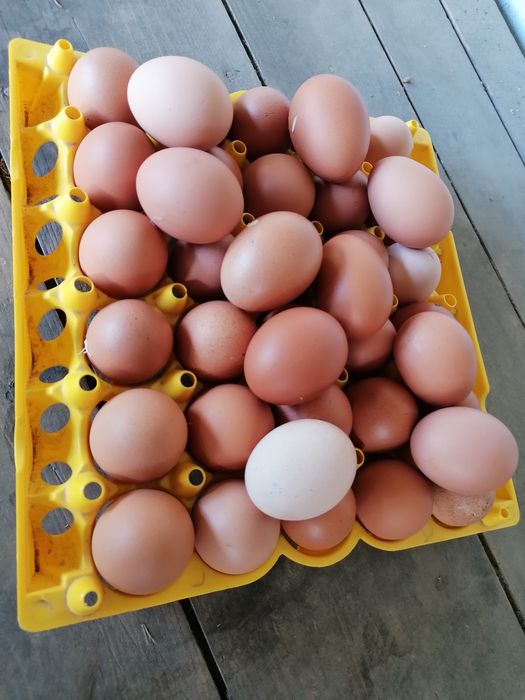 Ovos    caseiros