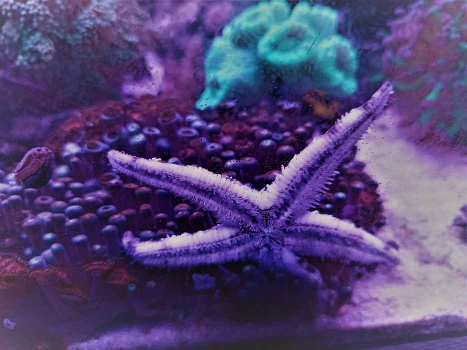 Rozgwiazda piaskowa Archaster typicus