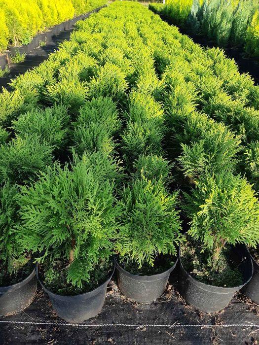 Tuja Danica kula kulka Hurt-detal