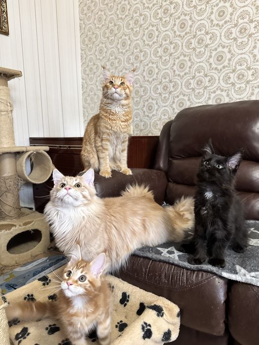 от новорожденных до годовалых мейнкуны с документами.