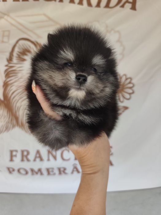 Spitz anão macho