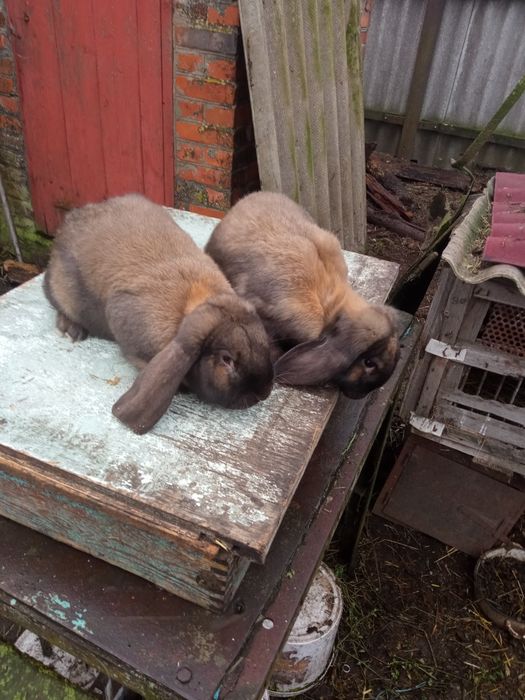 Продам кроликів породи.Каліфлрнія та Французький баран.