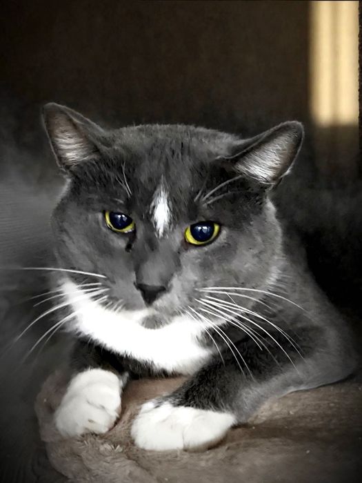 Плюшевий котик Одін чекає на свою люблячу матусю!