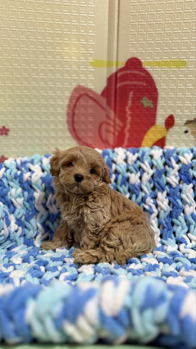 Мальтипу готовятся к переезду